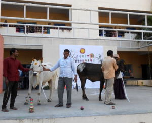 Sankranthi Festival Celebrations